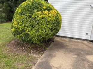 Bush Trimming by Steven Moreira for Daniel K. in Virginia Beach, VA