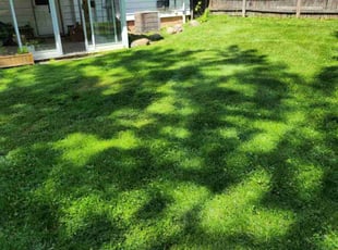 Rene P.'s Yard Cutting service result