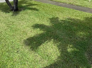 Fleo B.'s Lawn Care service result