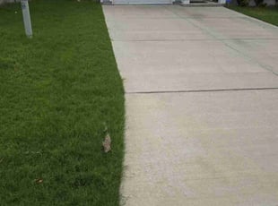 Francine A.'s Yard Cutting service result