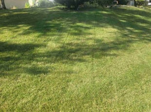 Frances A.'s Lawn Service service result