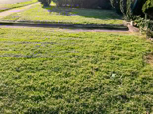 Barbara P.'s Grass Cutting service result