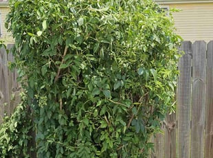 Bush Trimming by Chad Oliver for Samuel A. in New Orleans, LA