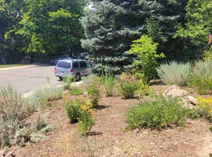 Weeding by Jason Bickler for Ann C. in Longmont, CO