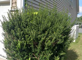 Bush Trimming by Jesus Espinosa for Emmanuel D. in Concord, NC