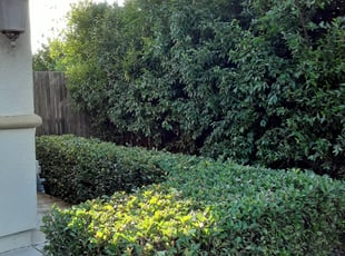Bush Trimming by Mark S. Lira for Gerald T. in Rancho Cordova, CA