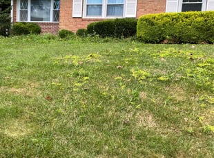 Bush Trimming by Jason Scott for Hanna M. in Rockville, MD