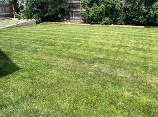 Stephenie B.'s Lawn Mowing service result