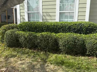 Bush Trimming by Dusean Batey for Carter M. in Trussville, AL