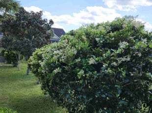 Sharon W.'s Lawn Mowing Service service result