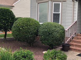 Bush Trimming by Kevin Whitbeck for Judy r. in Chesapeake, VA