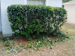 Bush Trimming by Marvel Carmichael for Allen G. in Apopka, FL