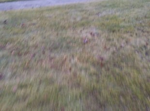 Cleanups by Chris Conley for John M. in Bloomfield Hills, MI
