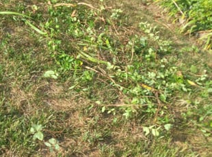 Weeding by Matthew Scott for Maricar A. in Durham, NC