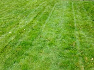 Rachelle S.'s Lawn Service service result