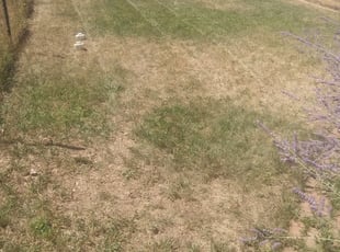 Weeding by Joseph Schweffermann for Laura P. in Greenwood Village, CO