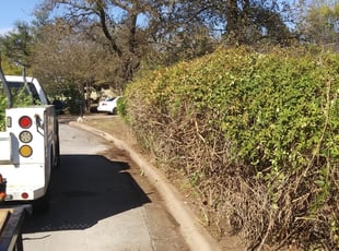 Bush Trimming by Jon Siek for Greg H. in Austin, TX