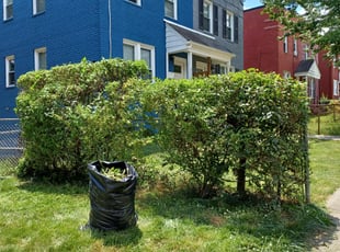 Bush Trimming by Jose Paz for Dorothy S. in Washington, DC