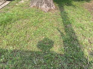 Chelsea H.'s Yard Cutting service result