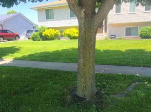 Leslie N.'s Lawn Service service result