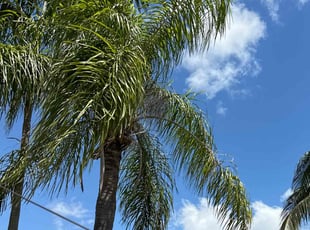 Bush Trimming by Deonte Deas for Steve L. in Pompano Beach, FL
