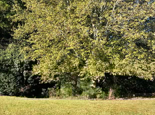 Gail H.'s Lawn Care service result