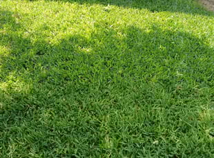 Dale w.'s Lawn Care service result