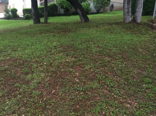 Leaf Removal by Chaes Pate for Dalton B. in San Antonio, TX