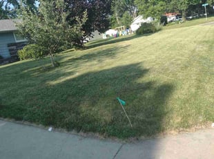 Chaya S.'s Lawn Care service result