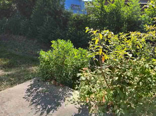 Bush Trimming by Rodney Rhone for Quentin J. in Columbia, SC
