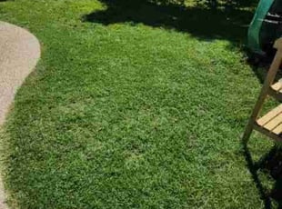 Lisa B.'s Yard Cutting service result