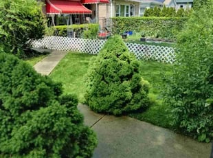 Mitch R.'s Lawn Mowing service result