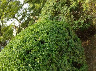 Bush Trimming by Luis Velasco Iraheta for Benita (for Katie Horne) H. in Washington, DC