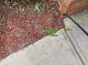 Cleanups by Joey Duffy for Kristina C. in Covington, GA