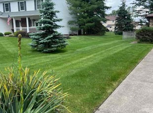 Stephen S.'s Grass Cutting service result