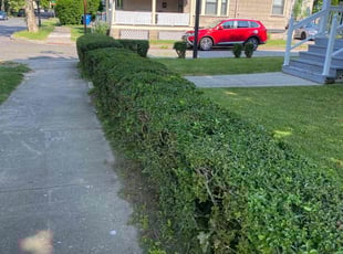 Bush Trimming by James Serio for Carol H. in Rochester, NY