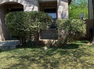 Bush Trimming by Lacy Dixon for Julia S. in San Antonio, TX