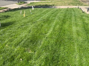 Michelle W.'s Lawn Mowing service result