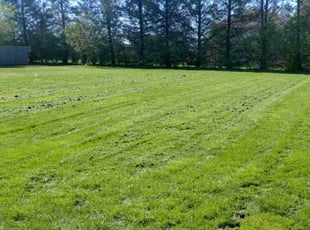 Michelle C.'s Grass Cutting service result