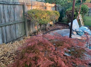 Bush Trimming by Brian Johnson for Vicky F. in Virginia Beach, VA