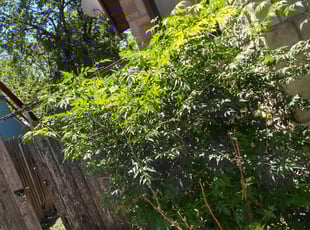 Bush Trimming by Danny Shipman for Samantha C. in San Antonio, TX