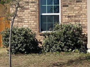 Bush Trimming by Bradley Matthiesen for Selena R. in San Antonio, TX