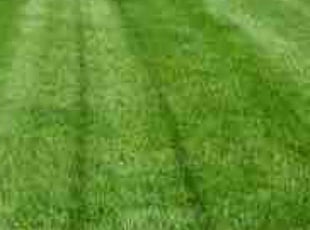 Brandon B.'s Lawn Care service result