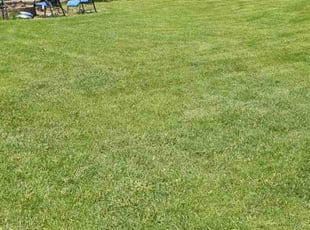 Shawnell F.'s Lawn Care service result