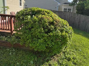 Bush Trimming by Desean Bennett for Julian M. in Oxon Hill, MD