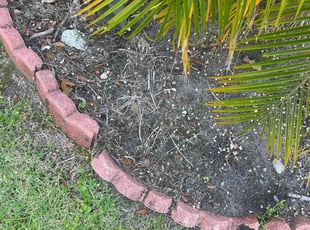 Weeding by Shaun Waters for Nana H. in Ponte Vedra Beach, FL