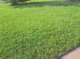Patricia B.'s Lawn Care service result