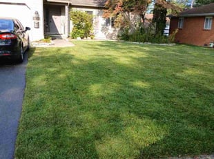 Tina O.'s Lawn Service service result
