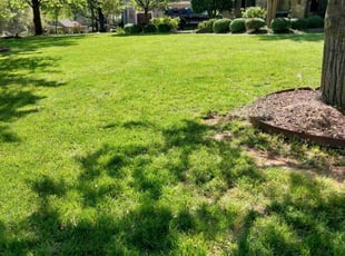 Mike R.'s Lawn Service service result
