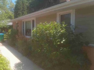 Bush Trimming by Gregg Hickerson for Rachel S. in St. Louis Park, MN
